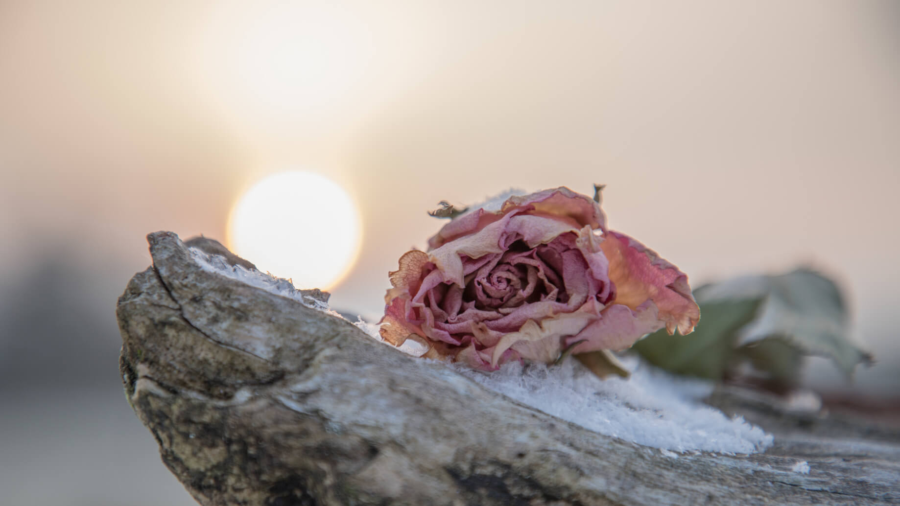 Rose auf Felsen beim Sonnenaufgang